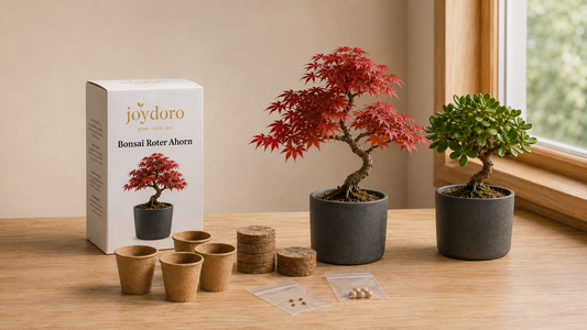 Bonsai richtig pflegen