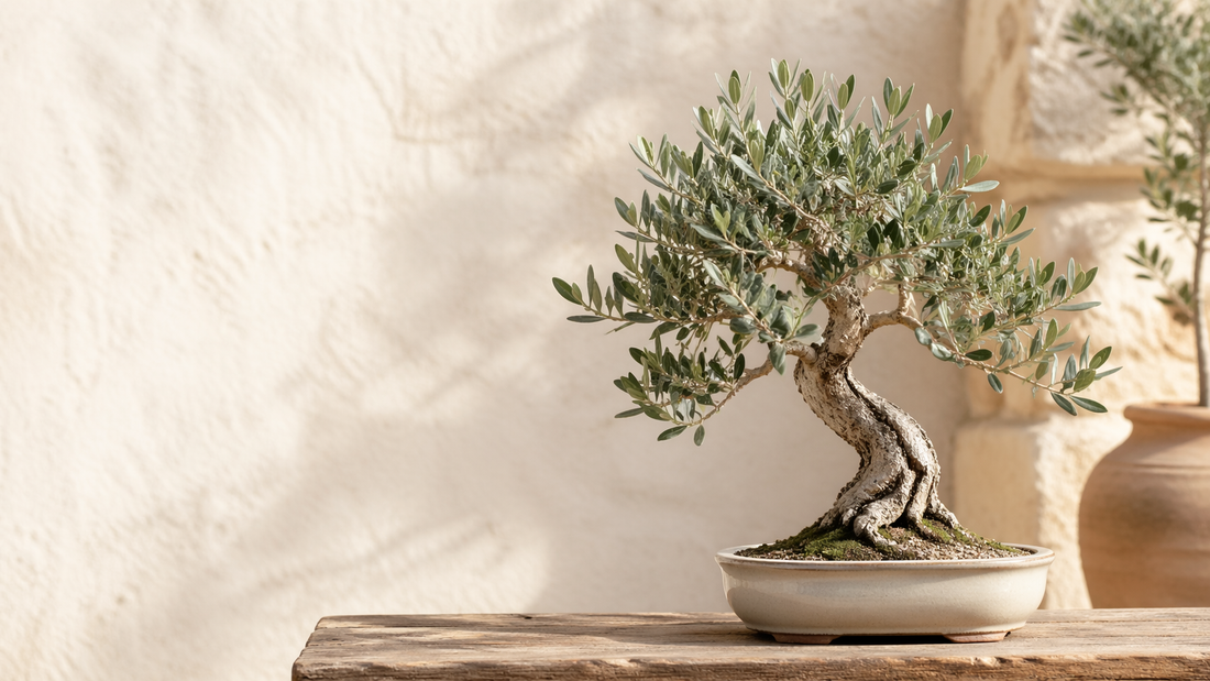 Ölbaum Bonsai: Mediterranes Flair im Mini-Format