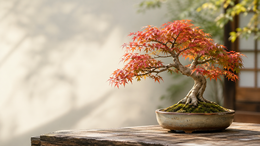Japanischer Ahorn Bonsai: Feine Blätter und ruhige Ausstrahlung