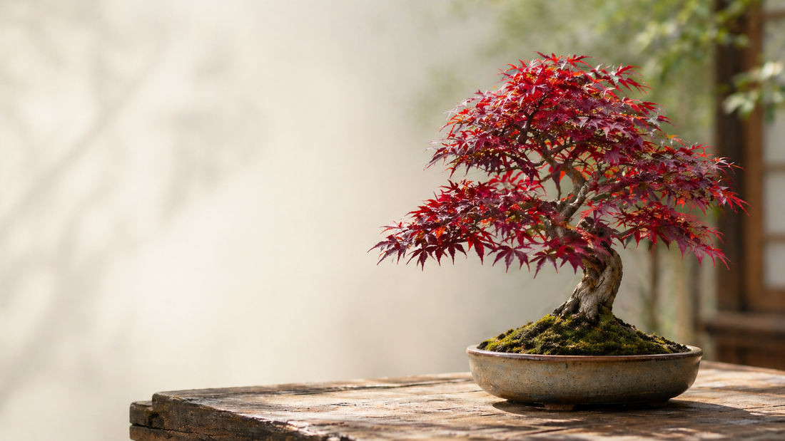 Roter Ahorn Bonsai: Pflege, Anzucht und Tipps für deinen rotlaubigen Ahorn
