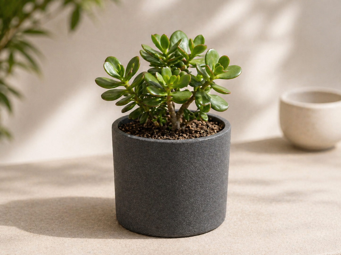 Fleischige grüne Blätter eines Jadebaum Bonsai