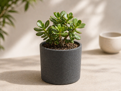Fleischige grüne Blätter eines Jadebaum Bonsai