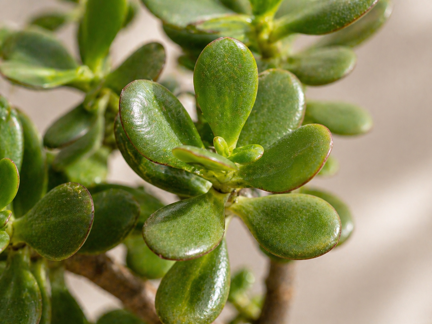 Jadebaum Bonsai Anzuchtset als Geschenk für Pflanzenfreunde