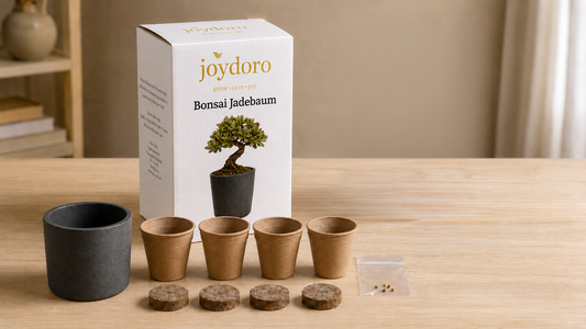 Jadebaum Bonsai Anzuchtset mit Samen, Töpfen, Pellets und Keramiktopf