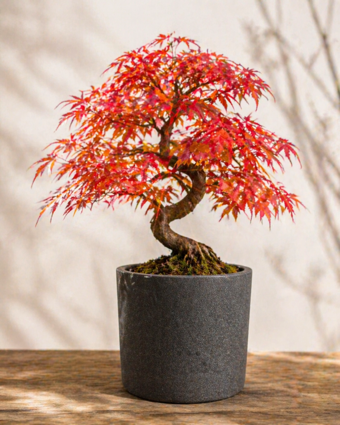 Fächerahorn Bonsai im Keramiktopf für Zuhause