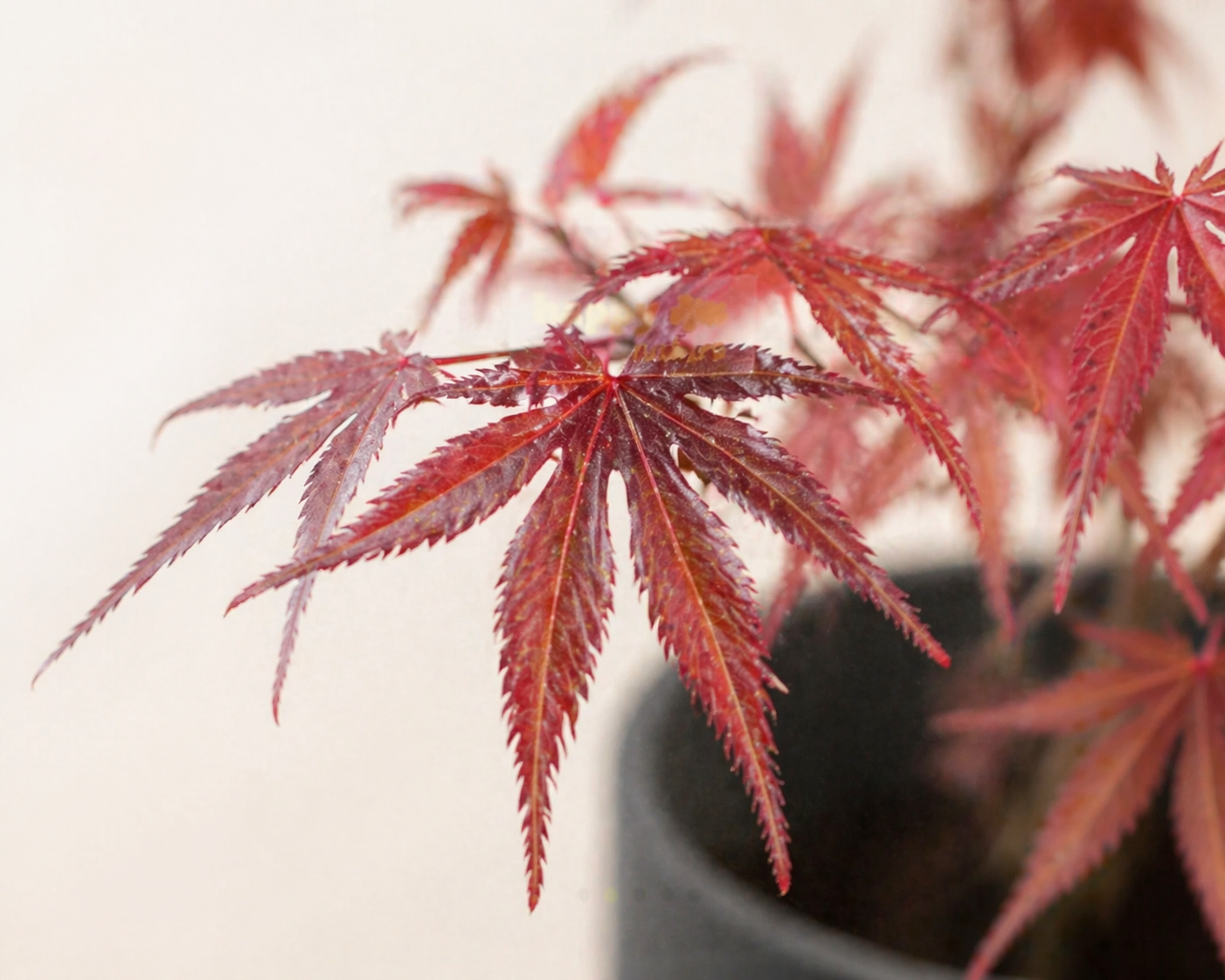 Filigrane Blätter eines Japanischer Fächerahorn Bonsai