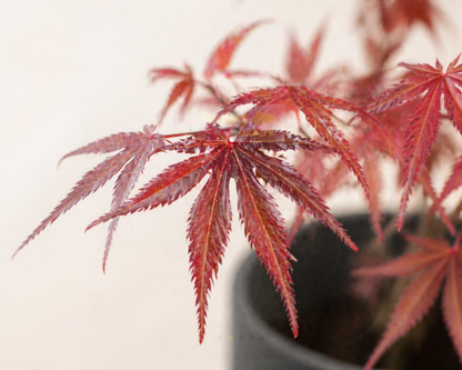 Filigrane Blätter eines Japanischer Fächerahorn Bonsai
