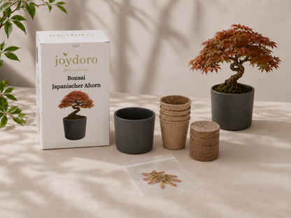 Bonsai Japanischer Ahorn Anzuchtset mit Samen, Töpfen, Pellets und Keramiktopf