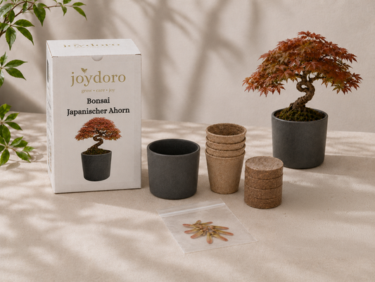 Bonsai Japanischer Ahorn Anzuchtset mit Samen, Töpfen, Pellets und Keramiktopf