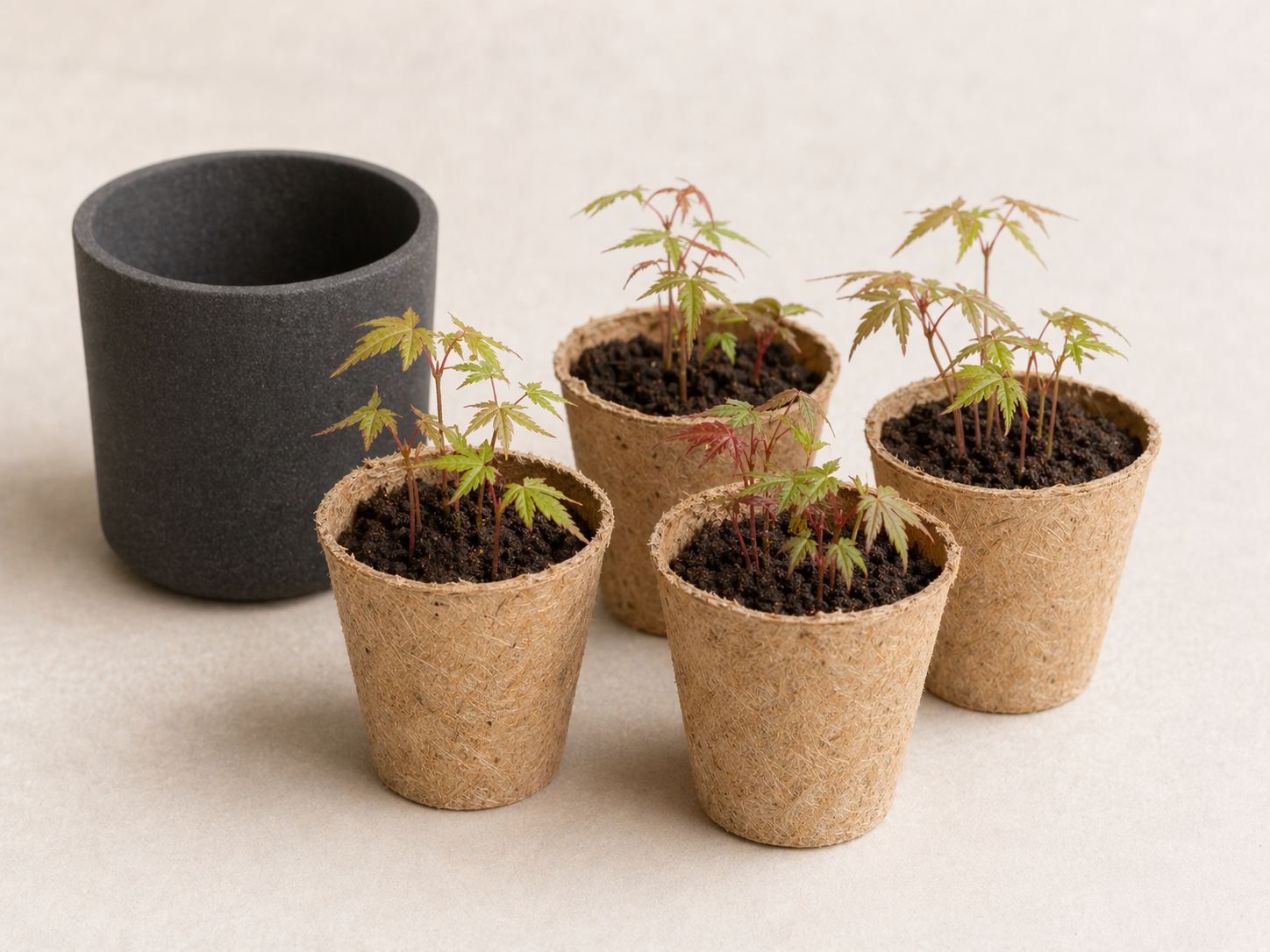 Junge Japanischer Ahorn Keimlinge für die Anzucht eines Fächerahorn Bonsai