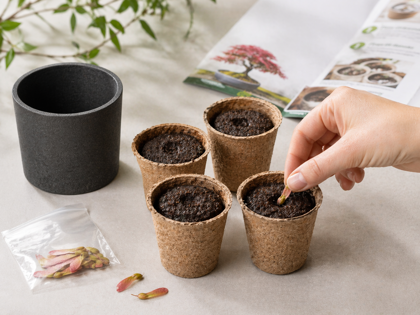 Japanischer Ahorn Bonsai Samen aussäen und Fächerahorn als Bonsai ziehen