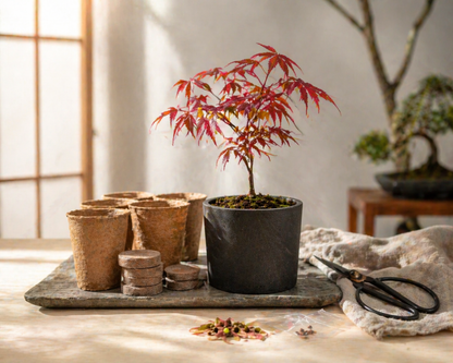 Bonsai Japanischer Ahorn Anzuchtset als Geschenk für Pflanzenfreunde