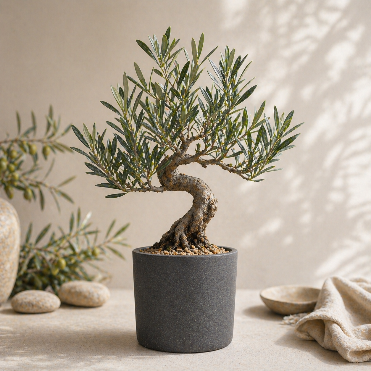 Olivenbaum Bonsai im Keramiktopf für Zuhause