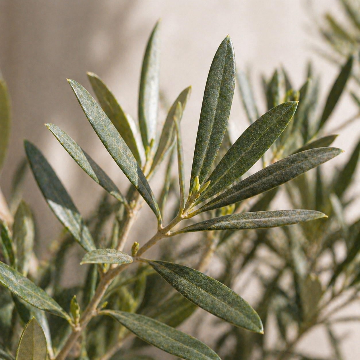 Silbrig-grüne Blätter eines Ölbaum Bonsai mit mediterranem Flair