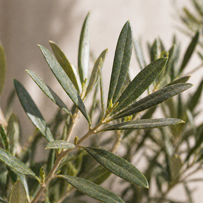 Silbrig-grüne Blätter eines Ölbaum Bonsai mit mediterranem Flair