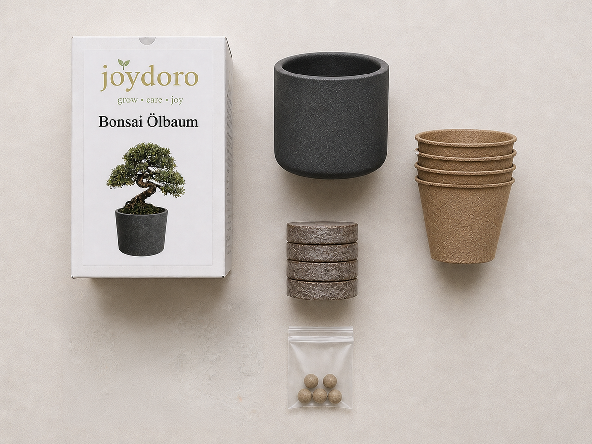 Lieferumfang für Olivenbaum Bonsai Anzuchtset von joydoro