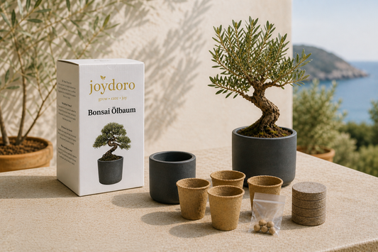 Ölbaum Bonsai Anzuchtset mit Samen, Töpfen, Pellets und Keramiktopf