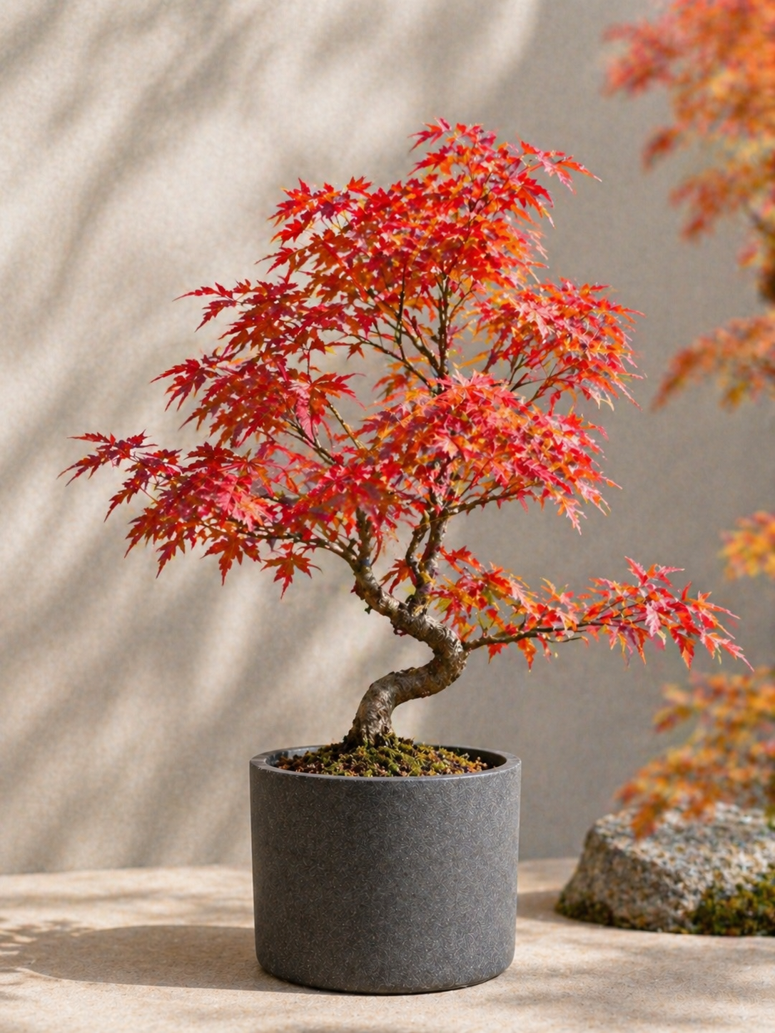 Rotahorn Bonsai im Keramiktopf für Zuhause