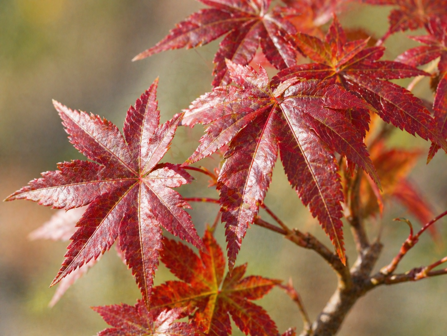 Bonsai Anzuchtset: Roter Ahorn