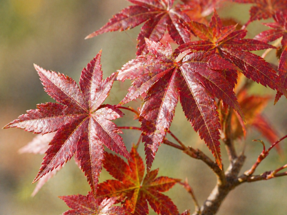 Bonsai Anzuchtset: Roter Ahorn