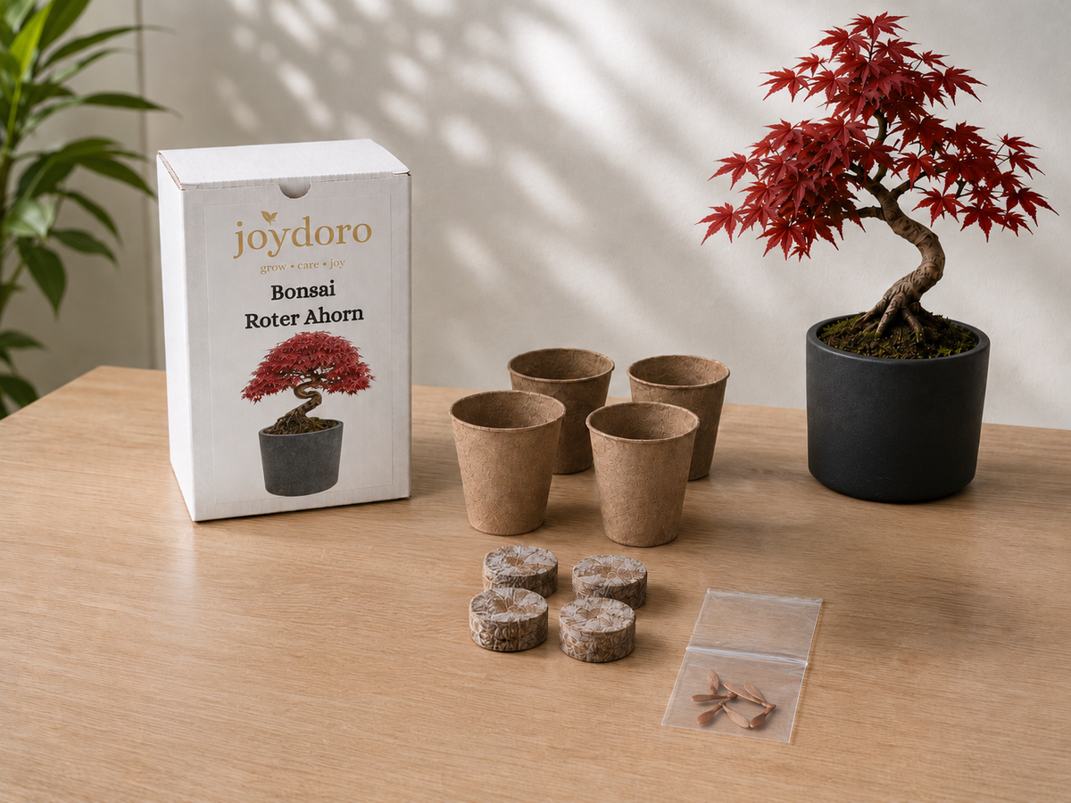 Roter Ahorn Bonsai Anzuchtset mit Samen, Töpfen, Pellets und Keramiktopf