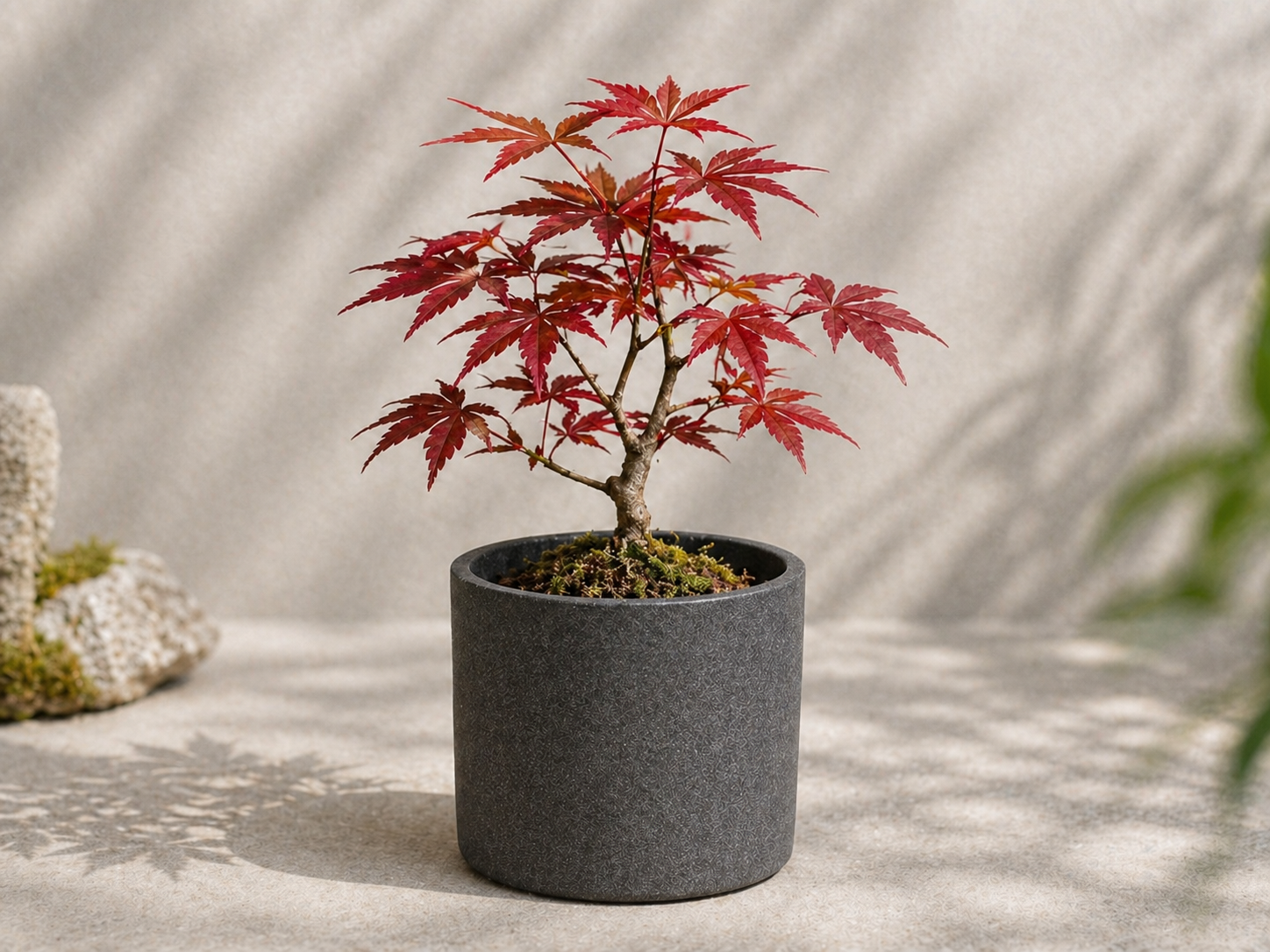 Leuchtend rote Blätter eines Roter Ahorn Bonsai